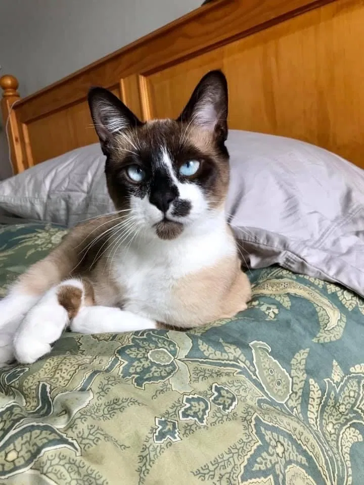 Lost cat in Meridian, ID, 83642