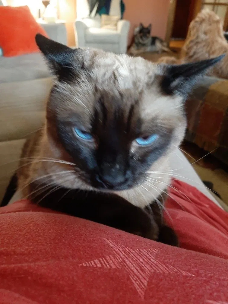 Lost cat in Phoenix, AZ, 85027