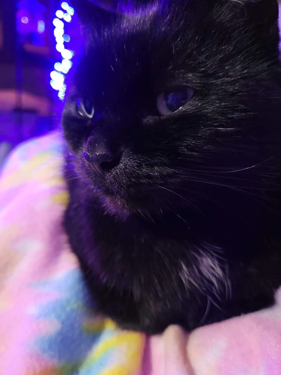 Lost cat in Ladson, SC, 29456
