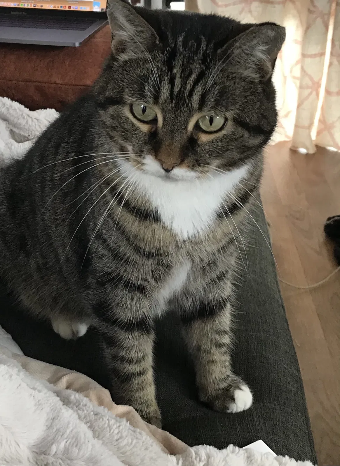 Lost cat in Palm Harbor, FL, 34683
