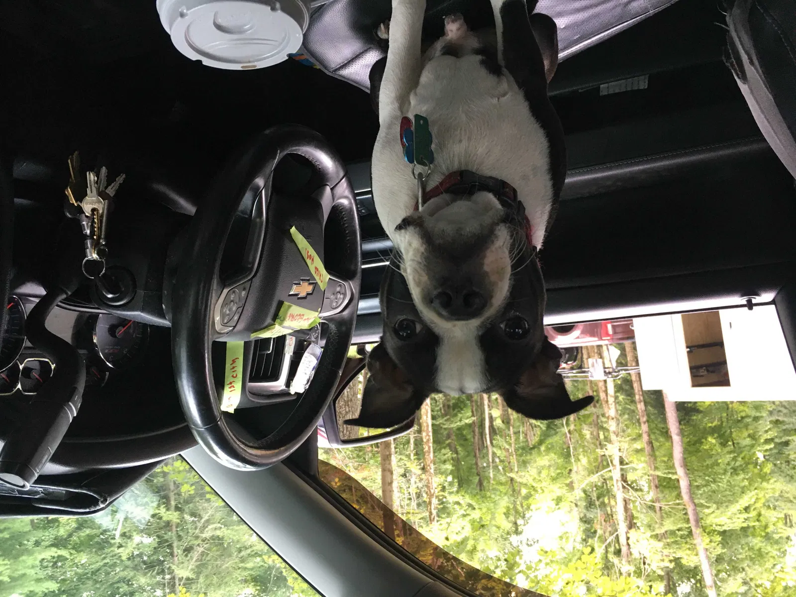 Lost dog in Unknown, PA, 160