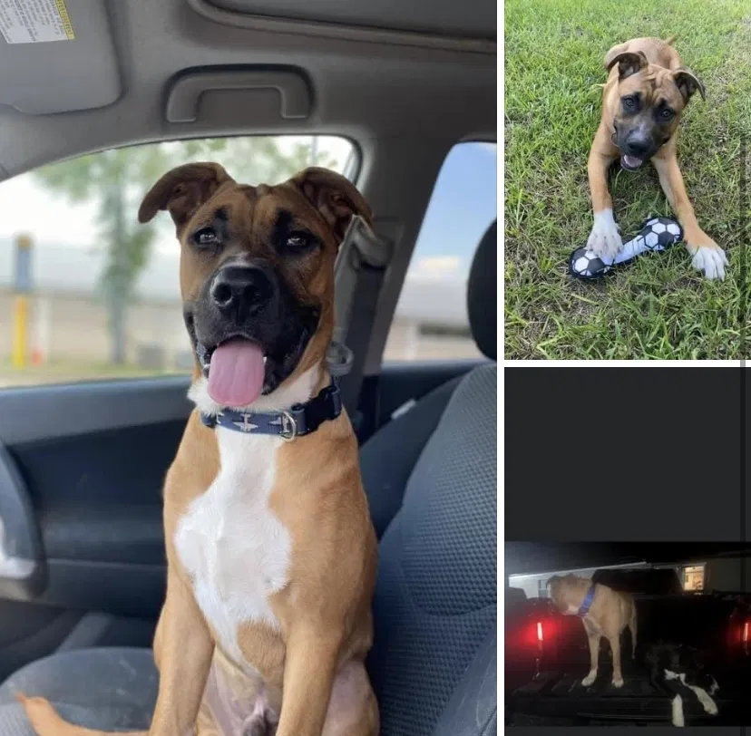 Lost dog in Sylacauga, AL, 35150
