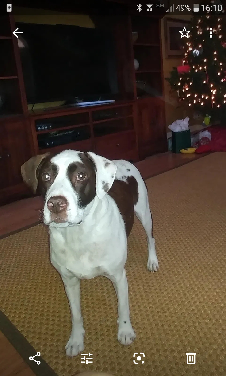 Lost dog in Sylacauga, AL, 35151