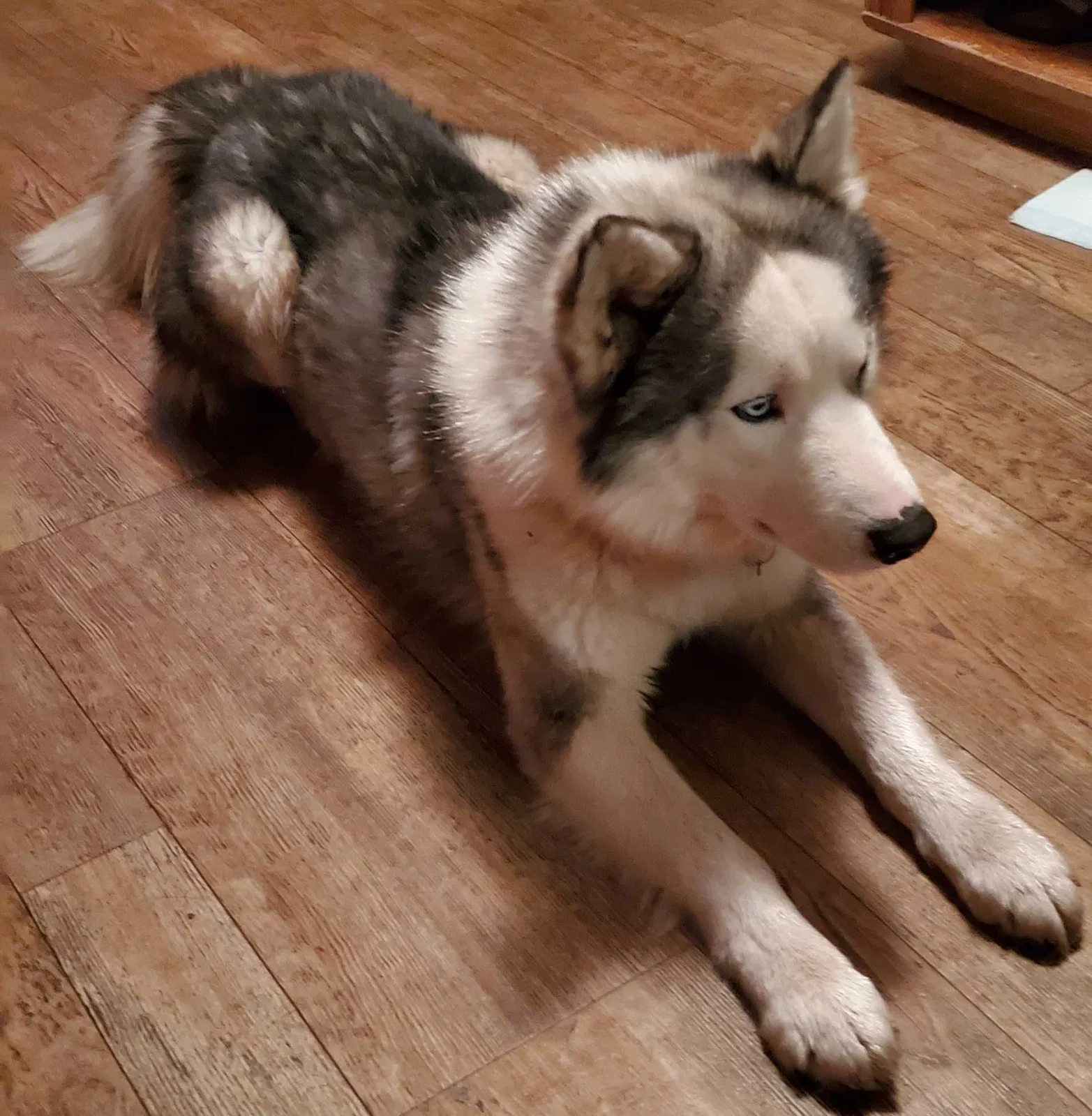 Lost dog in Alexander, AR, 72002