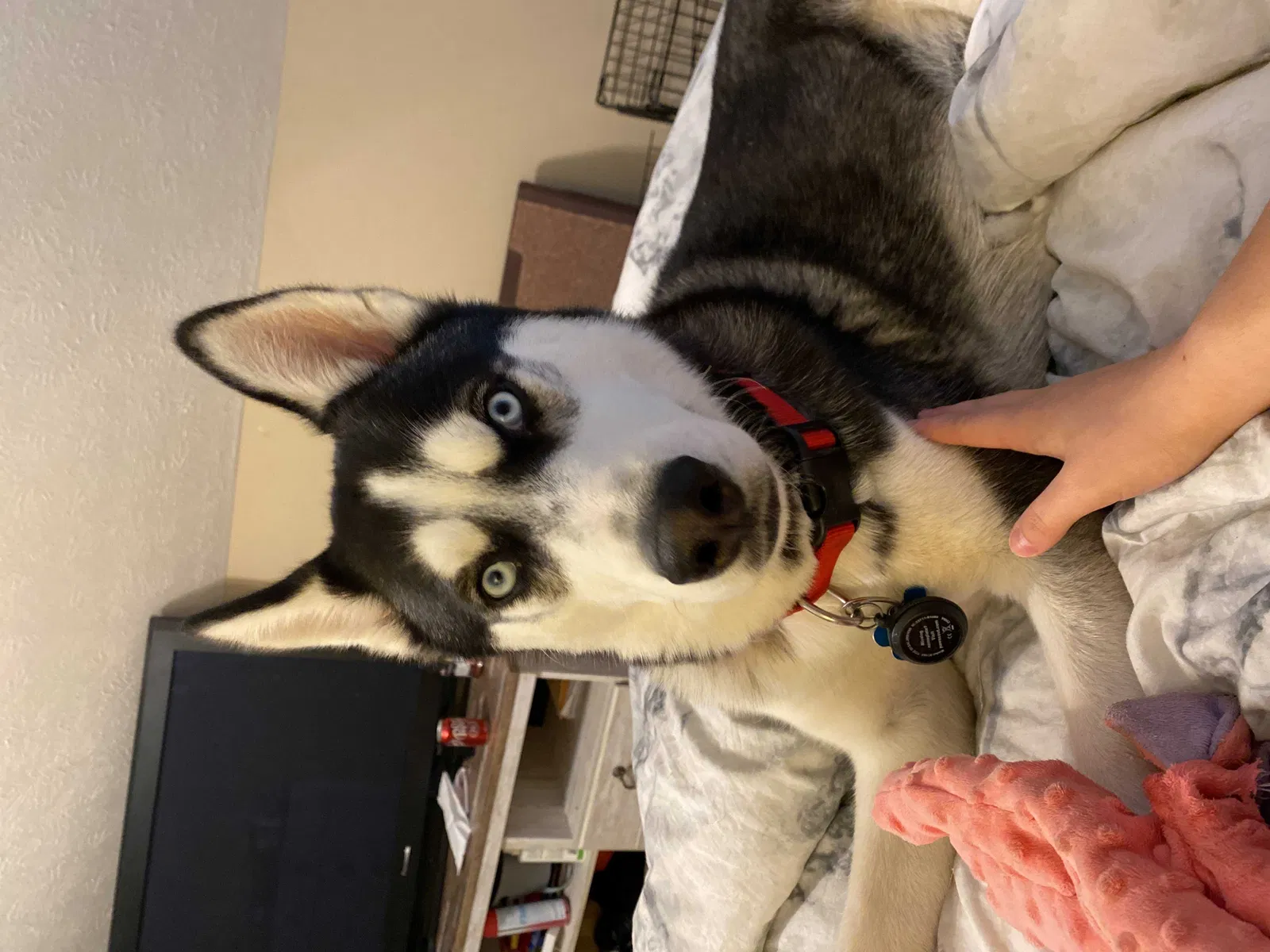 Lost dog in Rockvale, TN, 37153