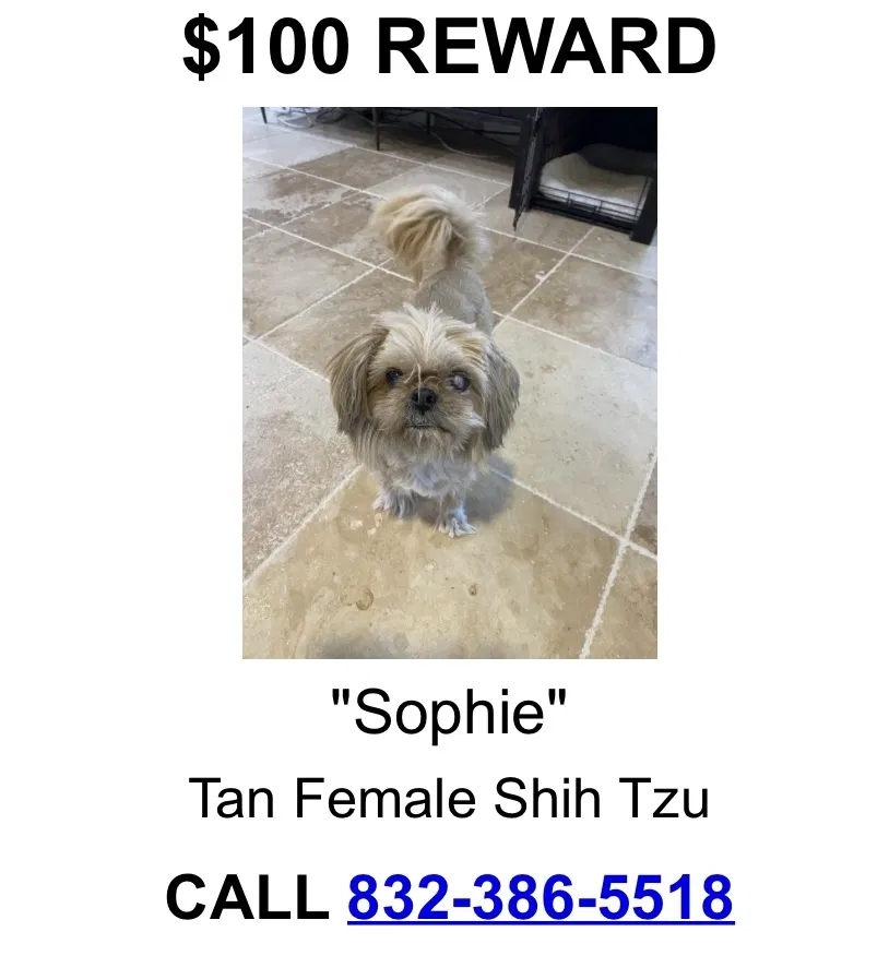 Lost dog in Hitchcock, TX, 77563
