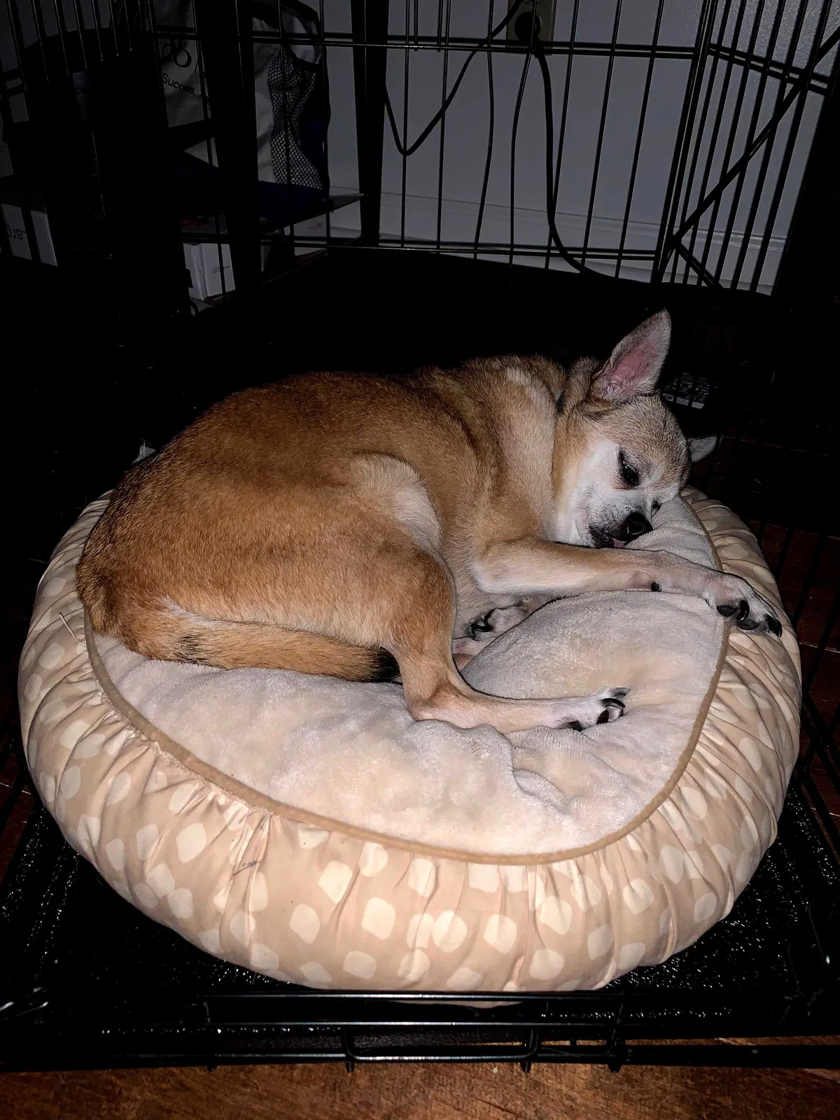 Lost dog in Midland, GA, 31820