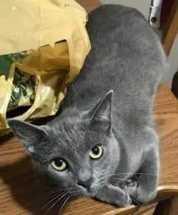 Lost cat in Tullahoma, TN, 37388