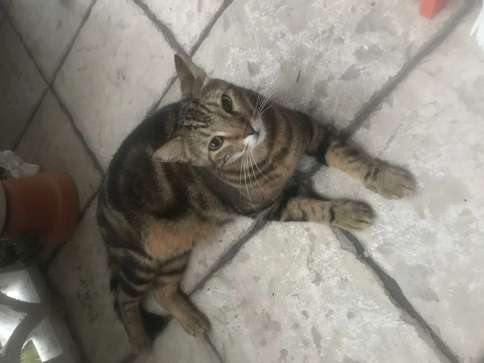 Lost cat in North Palm Beach, FL, 33408
