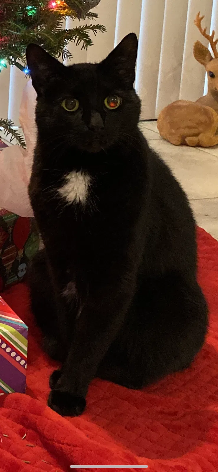 Lost cat in Naples, FL, 34119