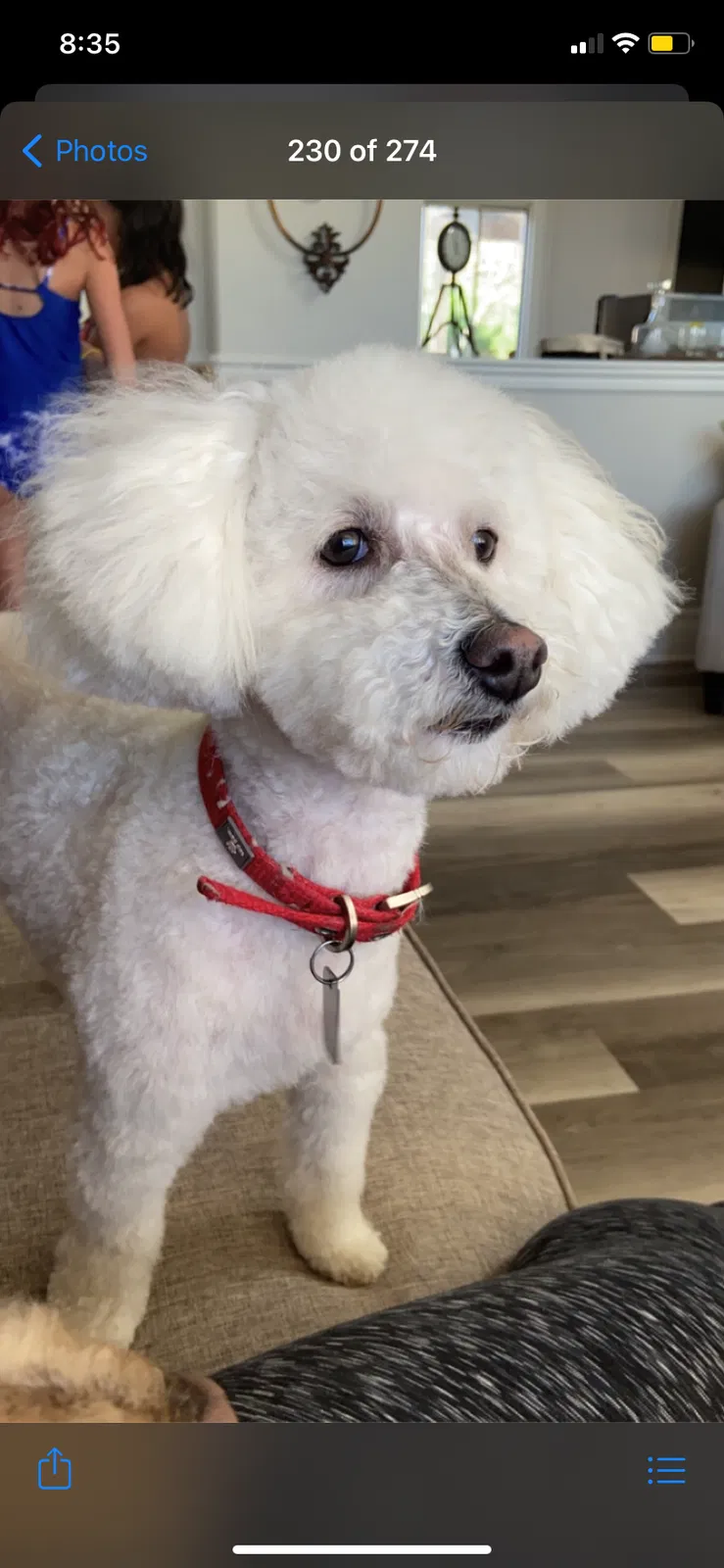 Lost dog in San Bernardino, CA, 92407