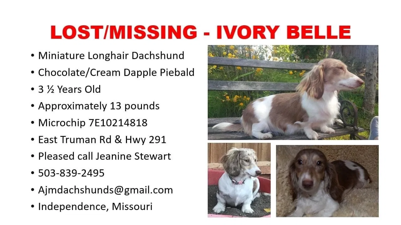 Lost dog in Independence, MO, 64056