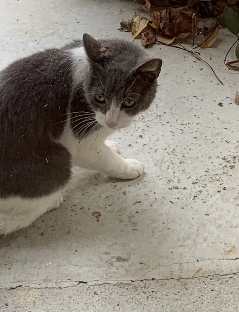 Lost cat in Savannah, GA, 31406