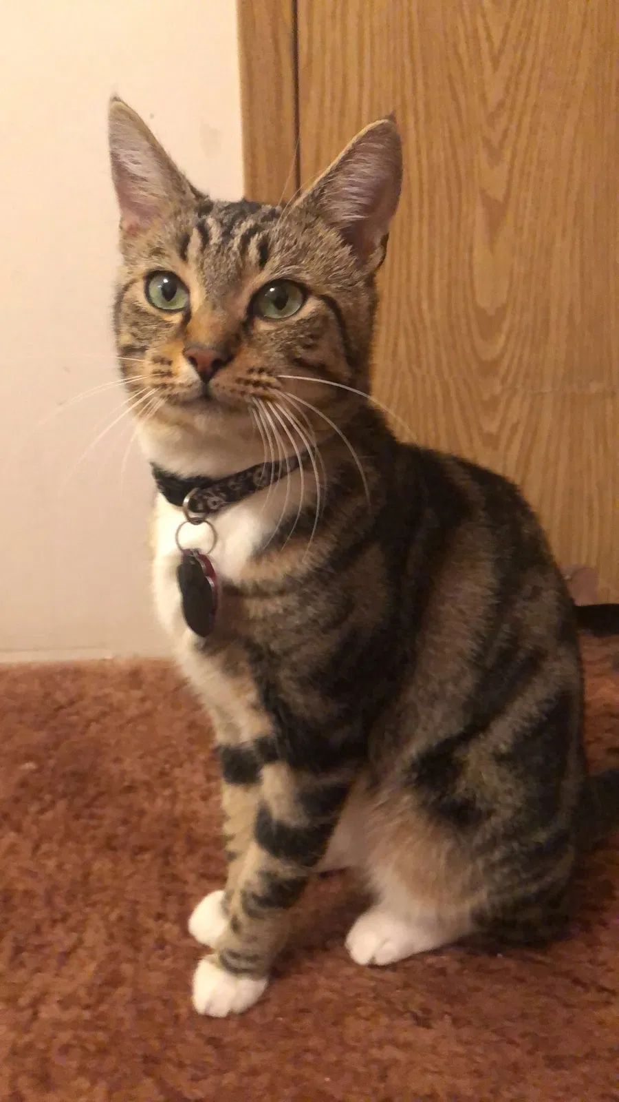 Lost cat in Barnwell, SC, 29812