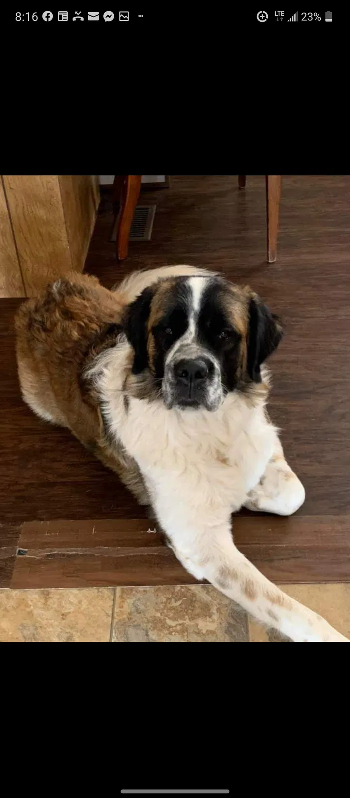 Lost dog in El Paso, TX, 79938