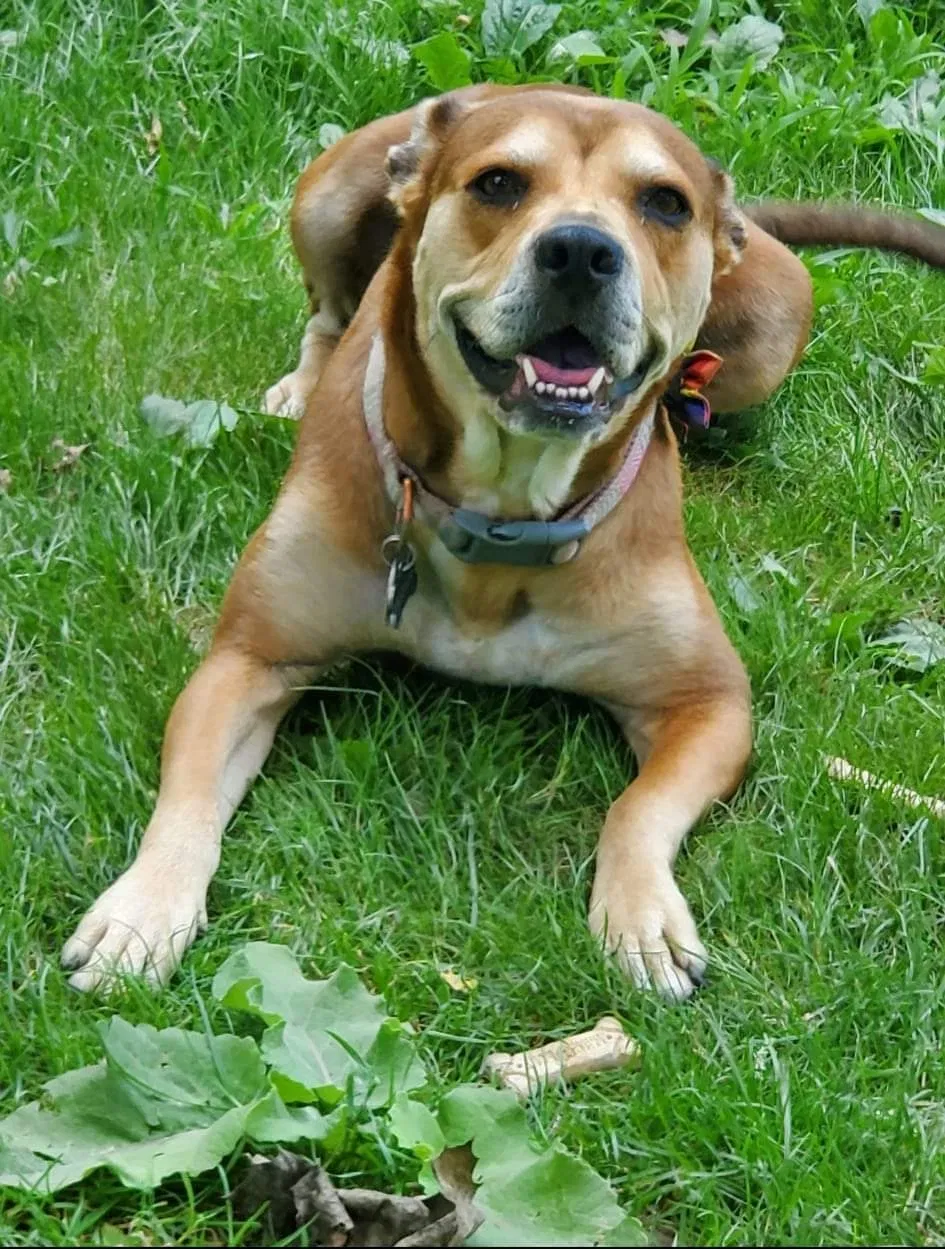 Lost dog in Pittsburgh, PA, 15208