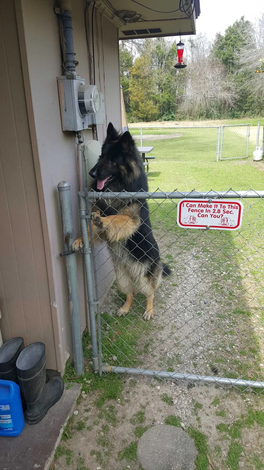 Lost dog in Lafayette, LA, 70501