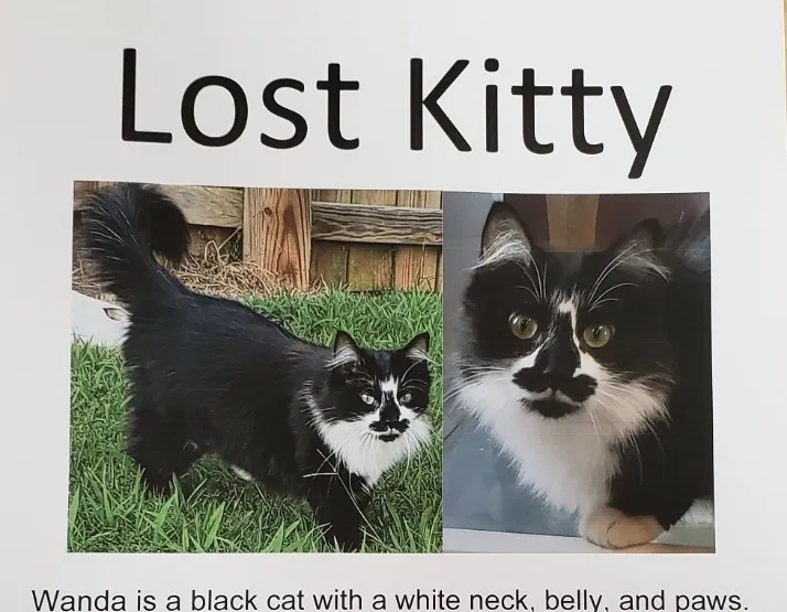 Lost cat in Simpsonville, SC, 29680