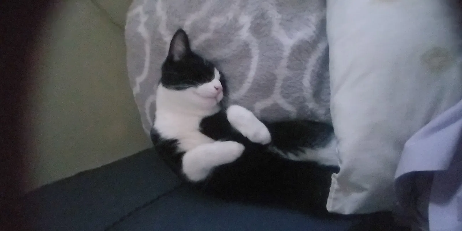 Lost cat in Effort, PA, 18330