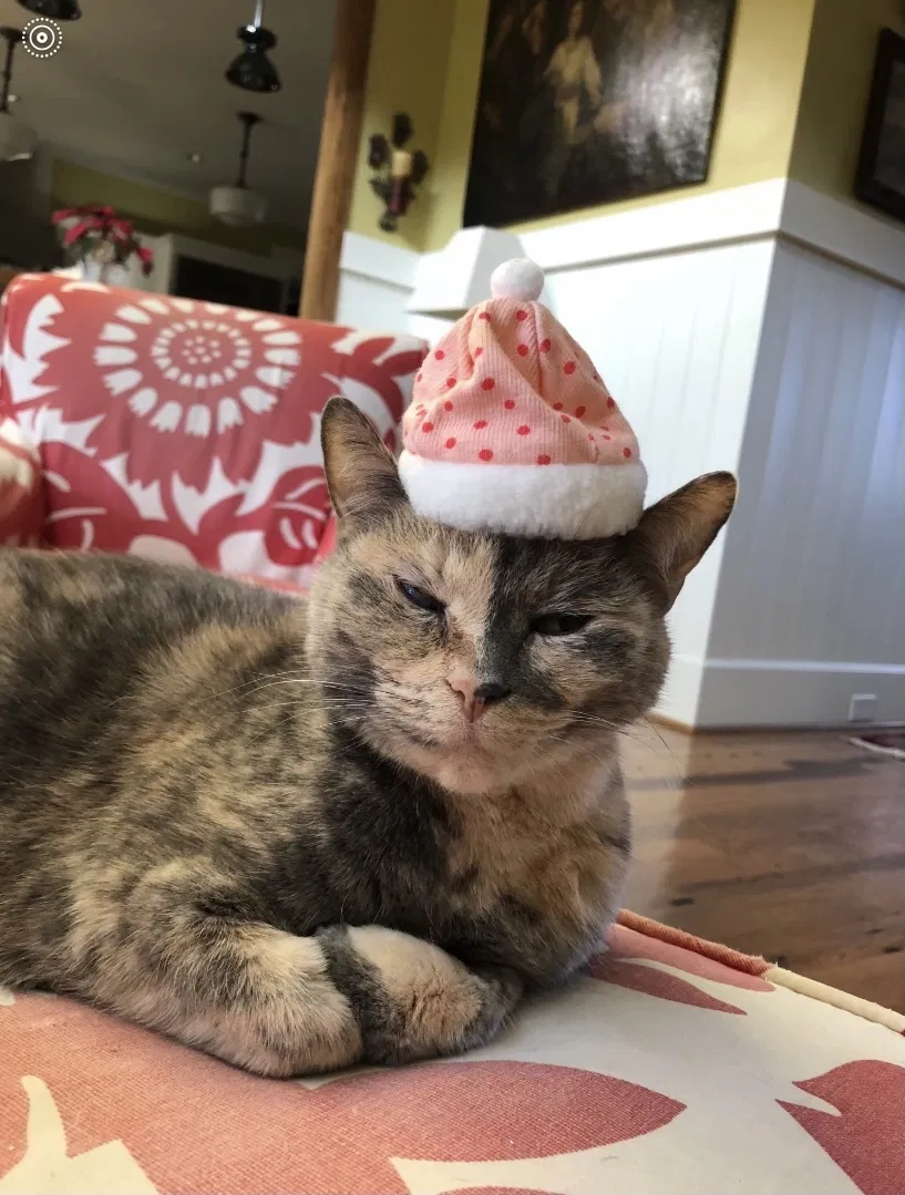 Lost cat in Nashville, TN, 37216