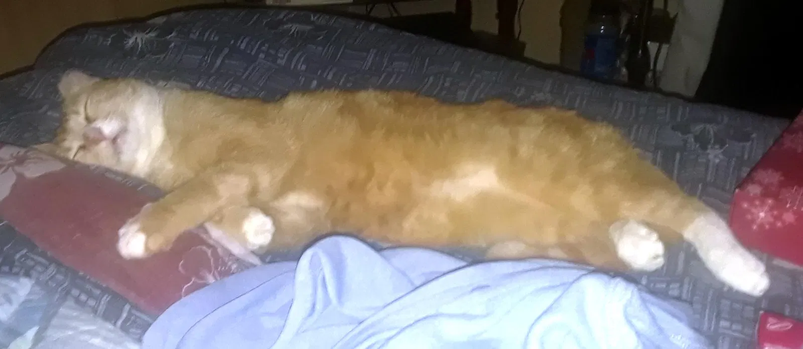 Lost cat in Bacliff, TX, 77518