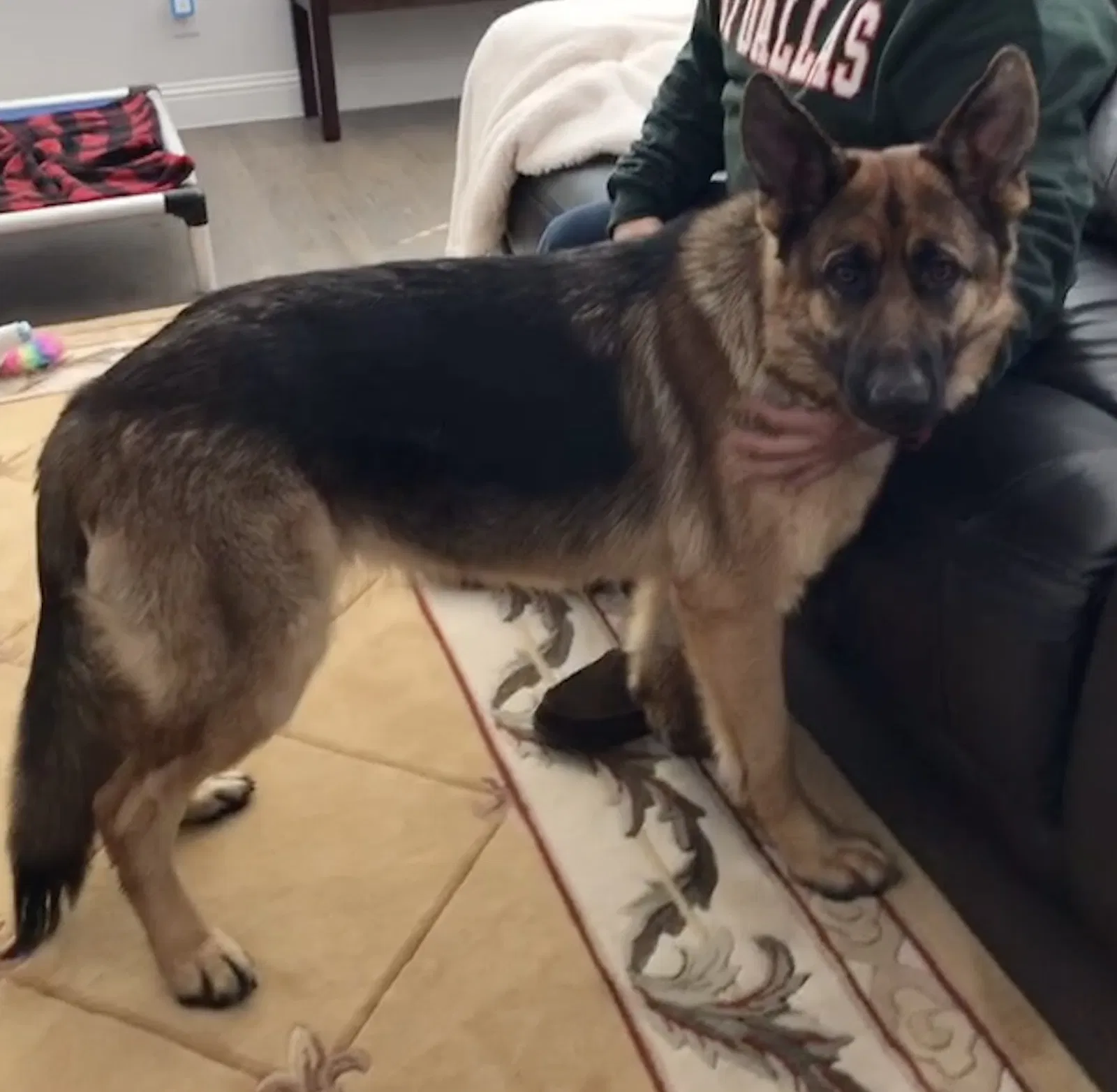 Found dog in Little Elm, TX, 75068