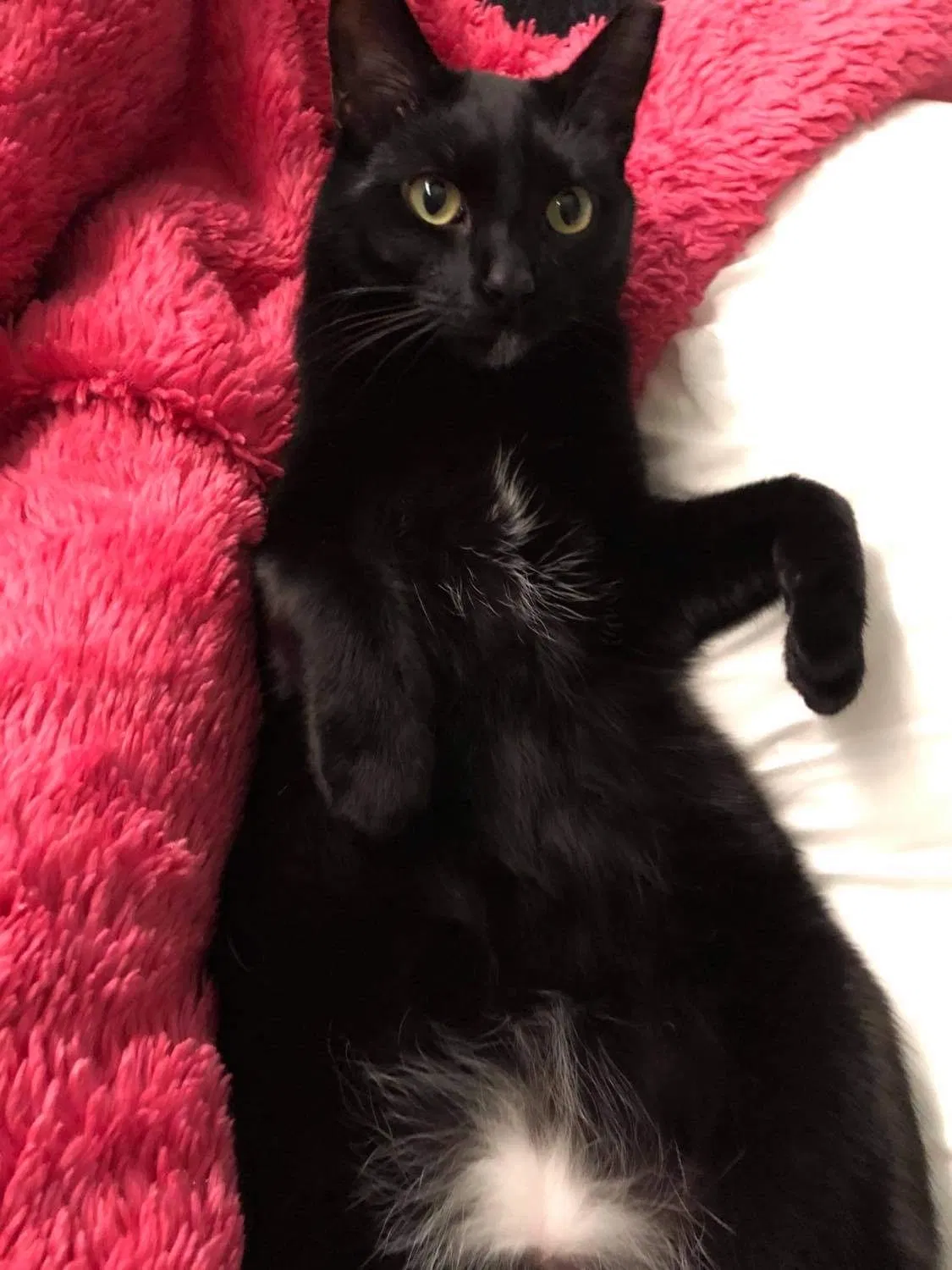 Lost cat in Casa Grande, AZ, 85122