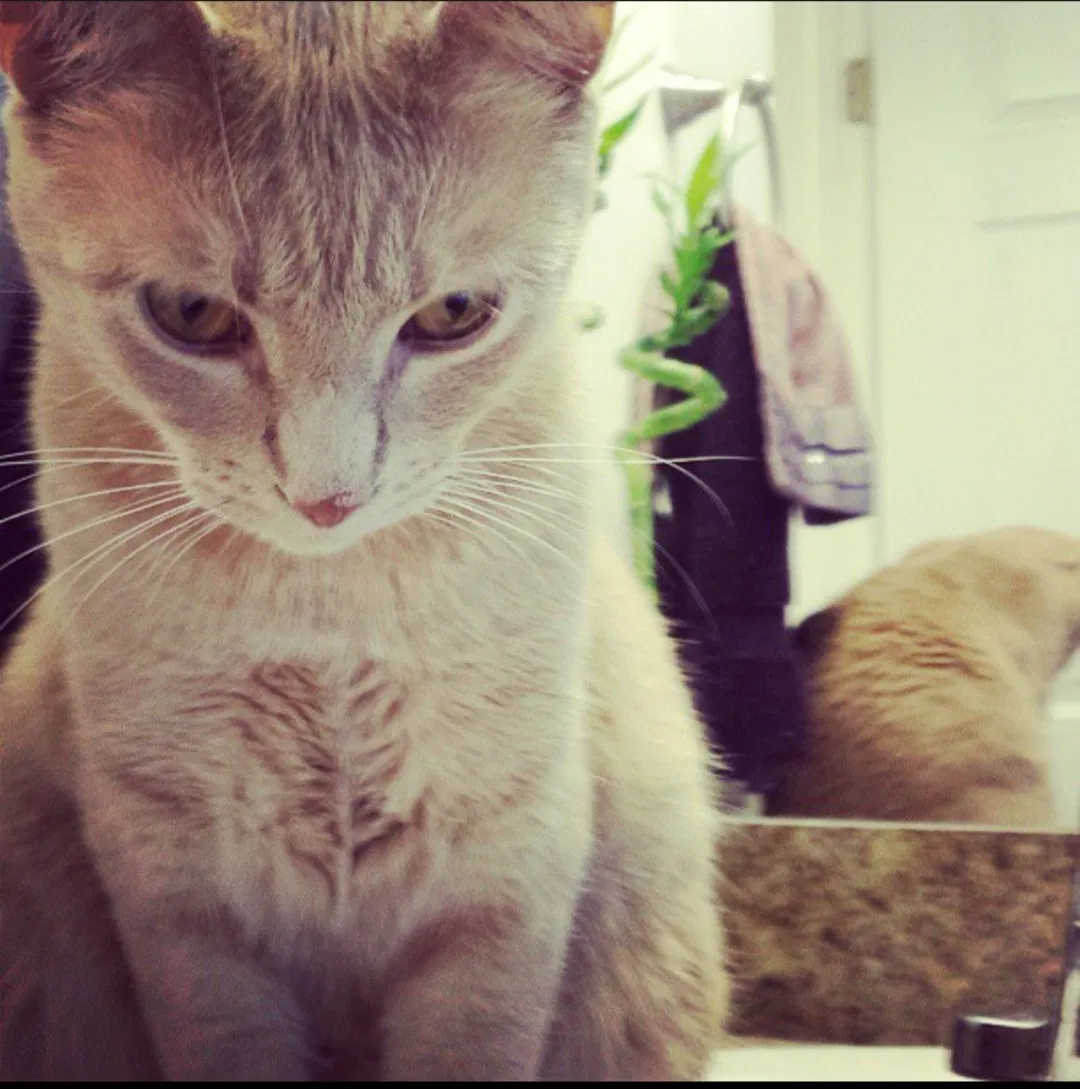 Lost cat in West Palm Beach, FL, 33411