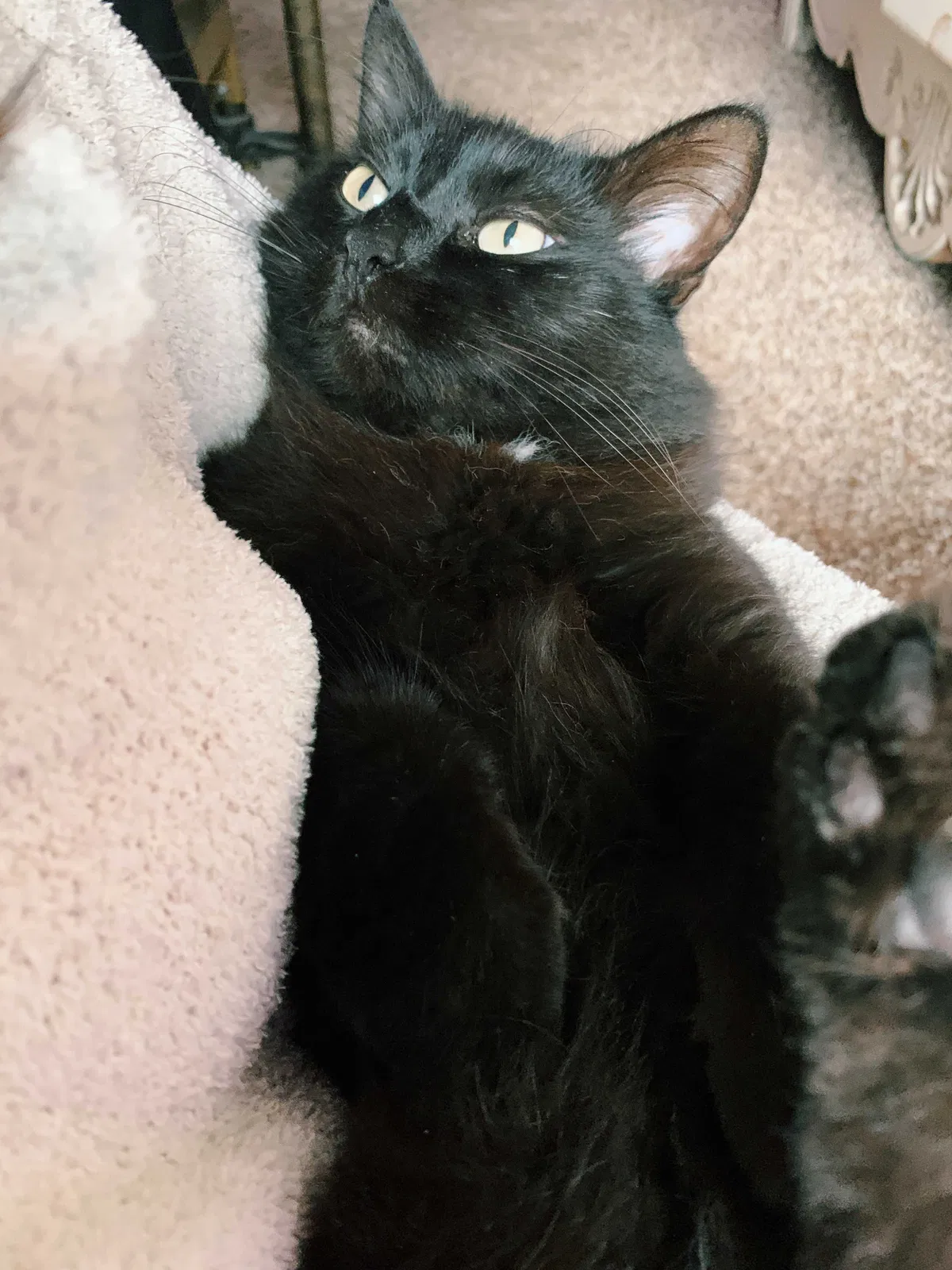 Lost cat in Edmond, OK, 73012