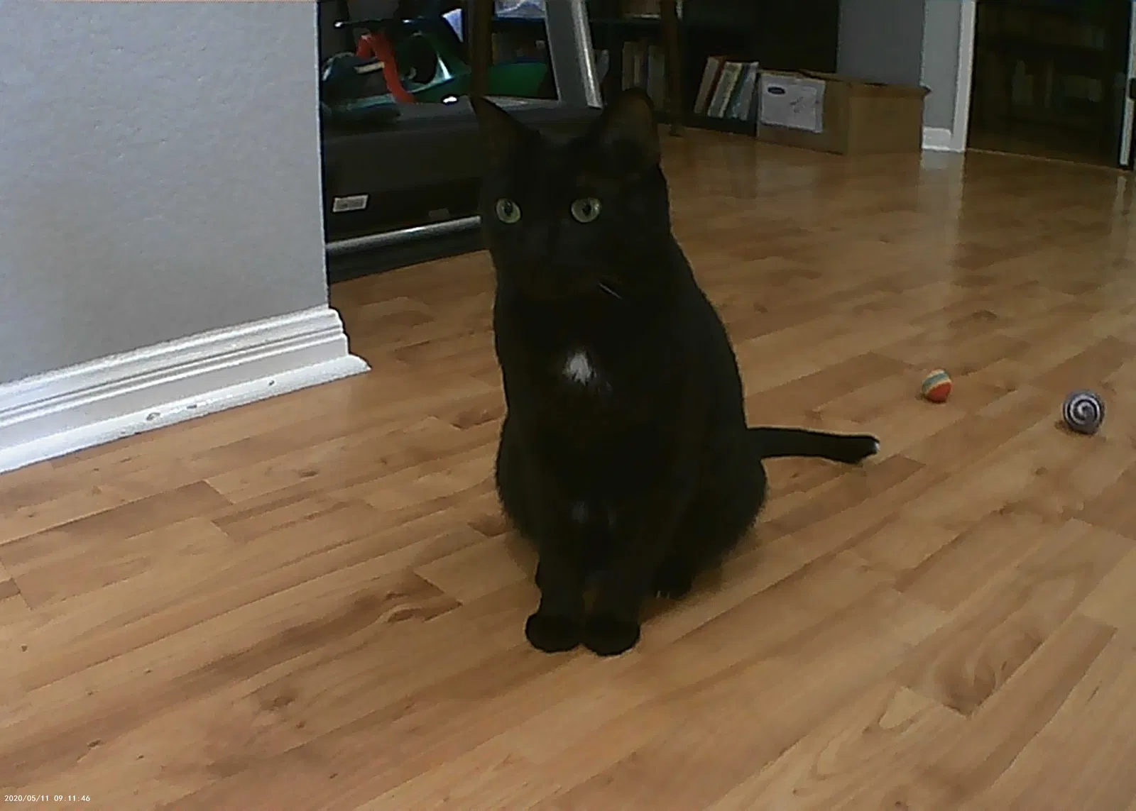 Lost cat in Austin, TX, 78748
