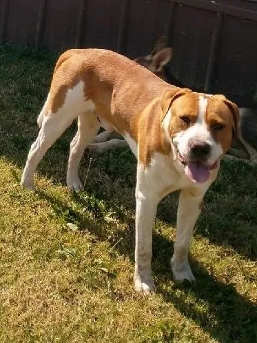 Lost dog in Wichita Falls, TX, 76301