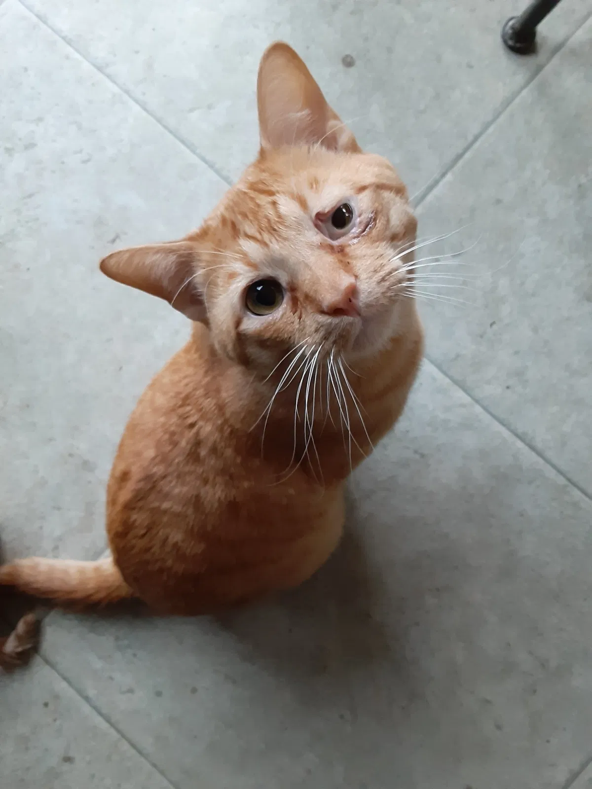 Lost cat in Woodstock, IL, 60098