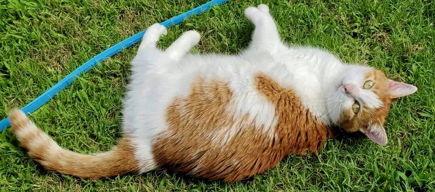 Lost cat in Loganville, GA, 30052