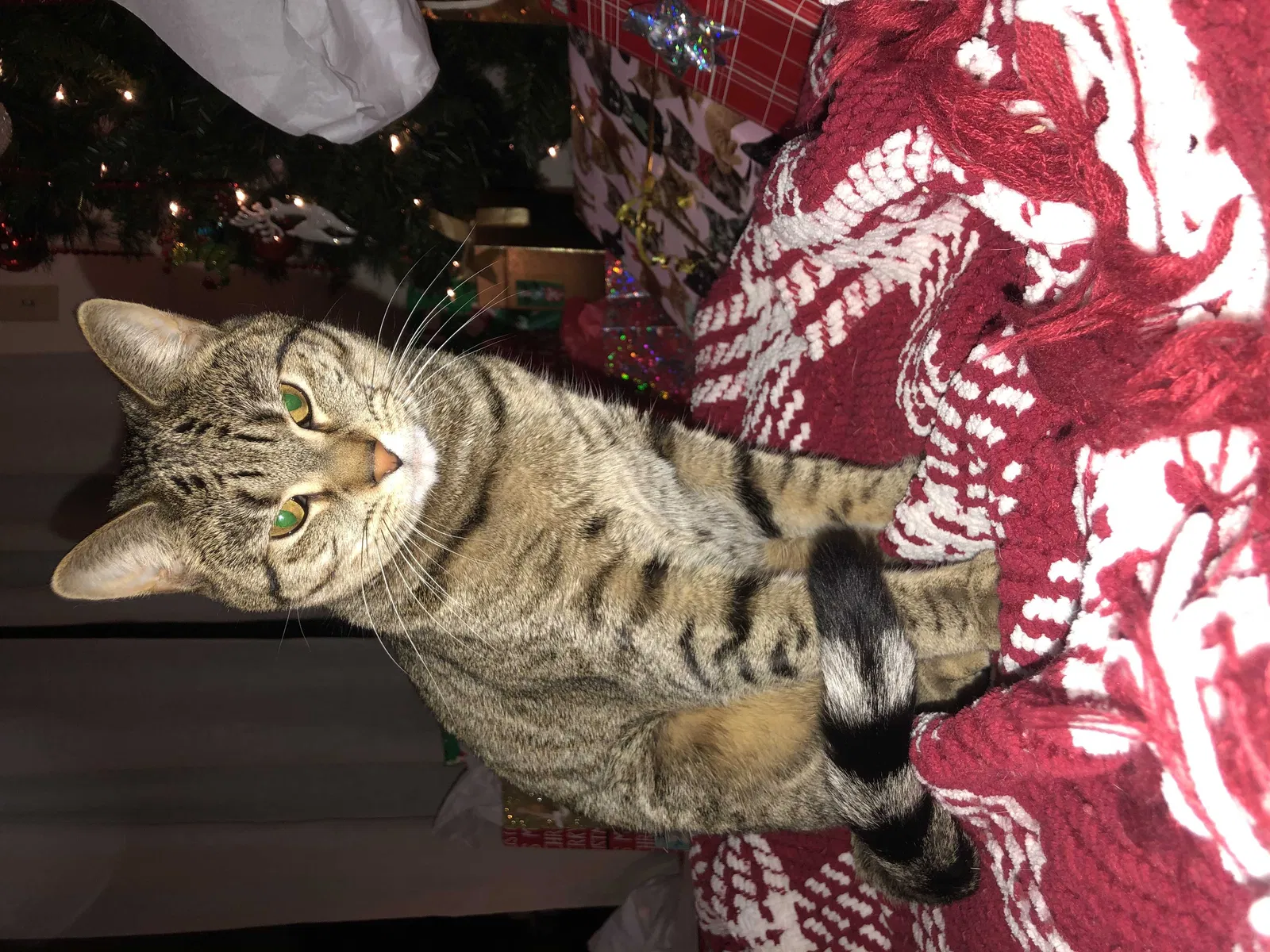 Lost cat in Bridgeville, PA, 15017