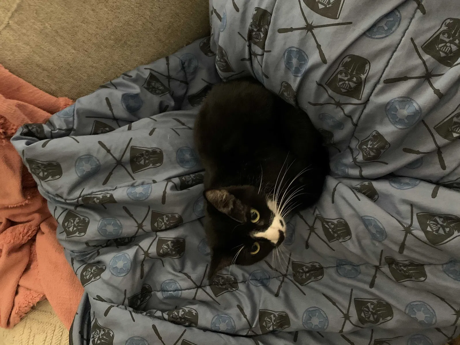 Lost cat in Bakersfield, CA, 93313