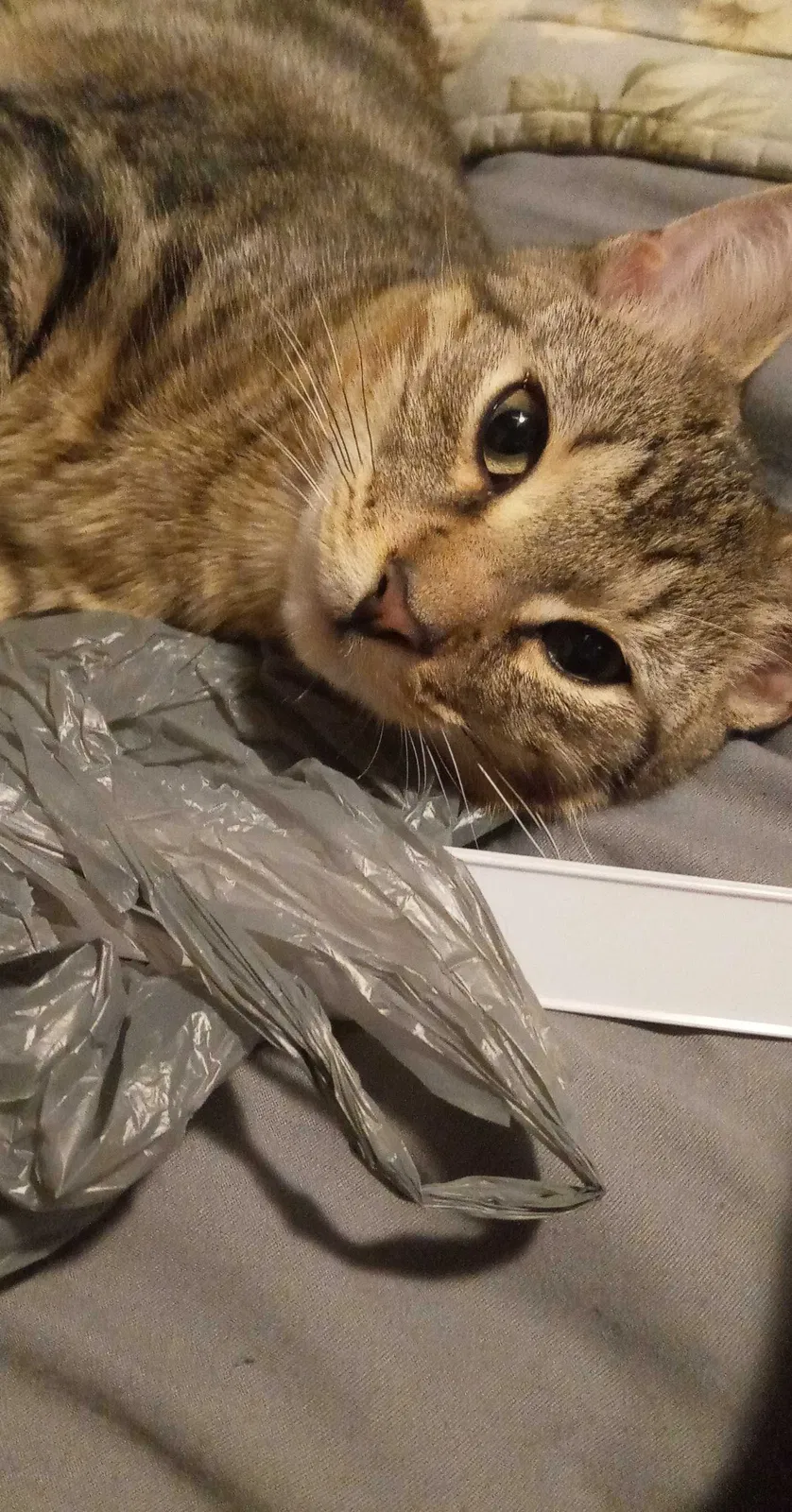 Lost cat in Augusta, GA, 30904