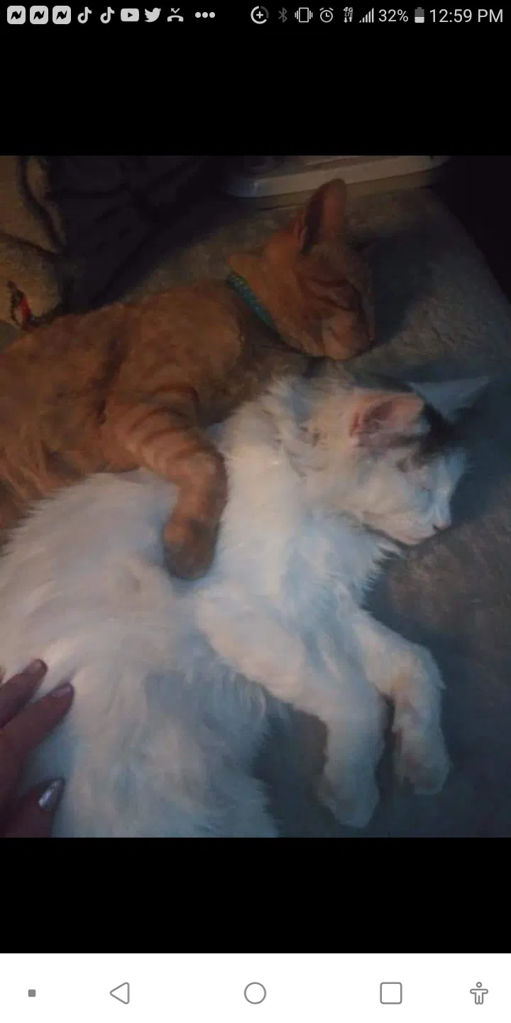 Lost cat in Oxnard, CA, 93036