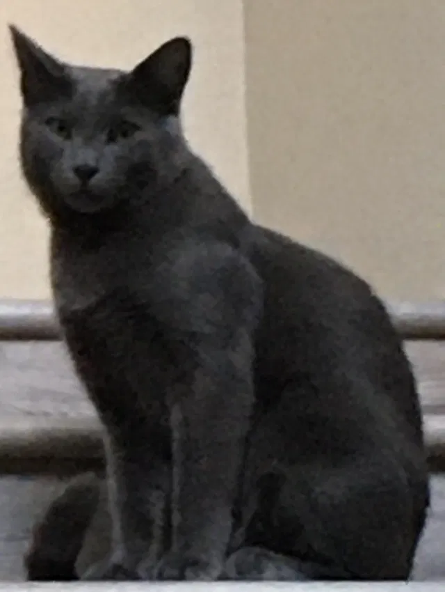 Lost cat in Granada Hills, CA, 91344