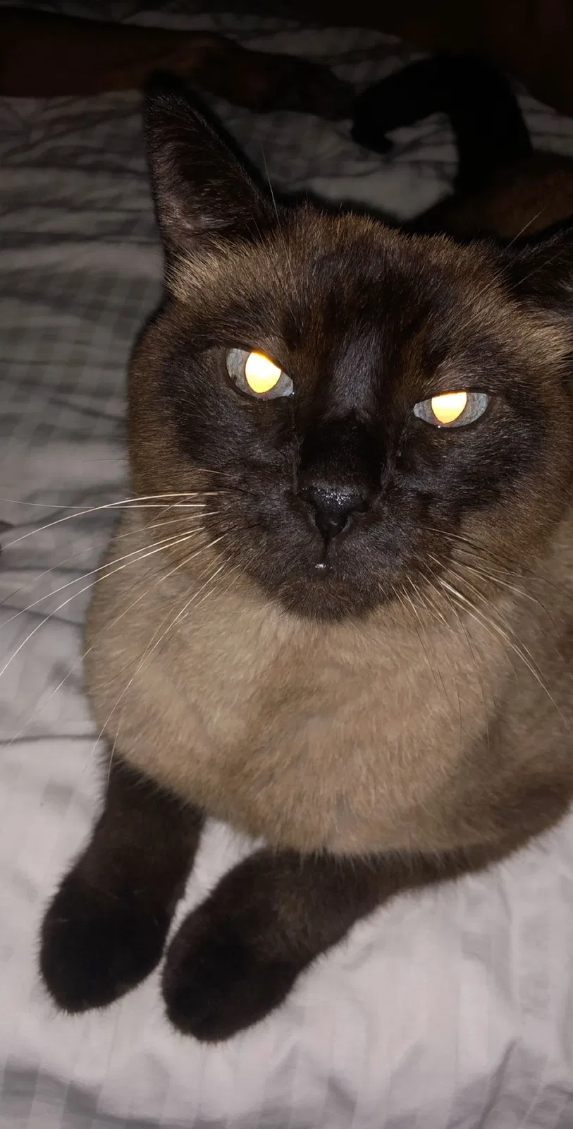 Lost cat in Lake Worth, FL, 33467