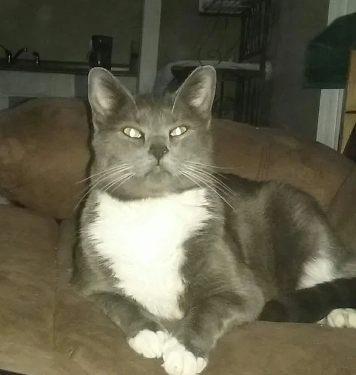 Lost cat in Enumclaw, WA, 98022