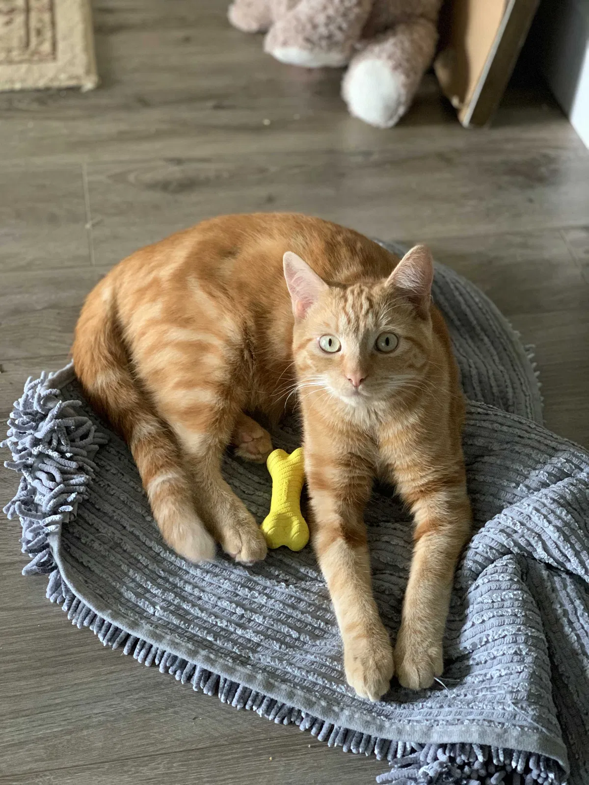 Lost cat in Boise, ID, 83702