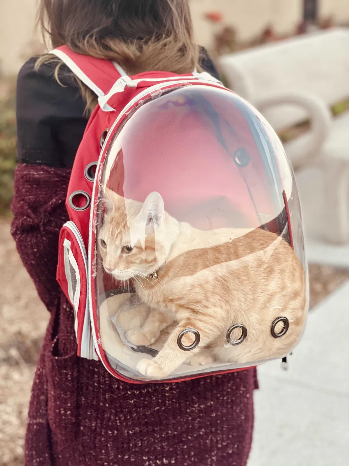 Lost cat in Chula Vista, CA, 91913