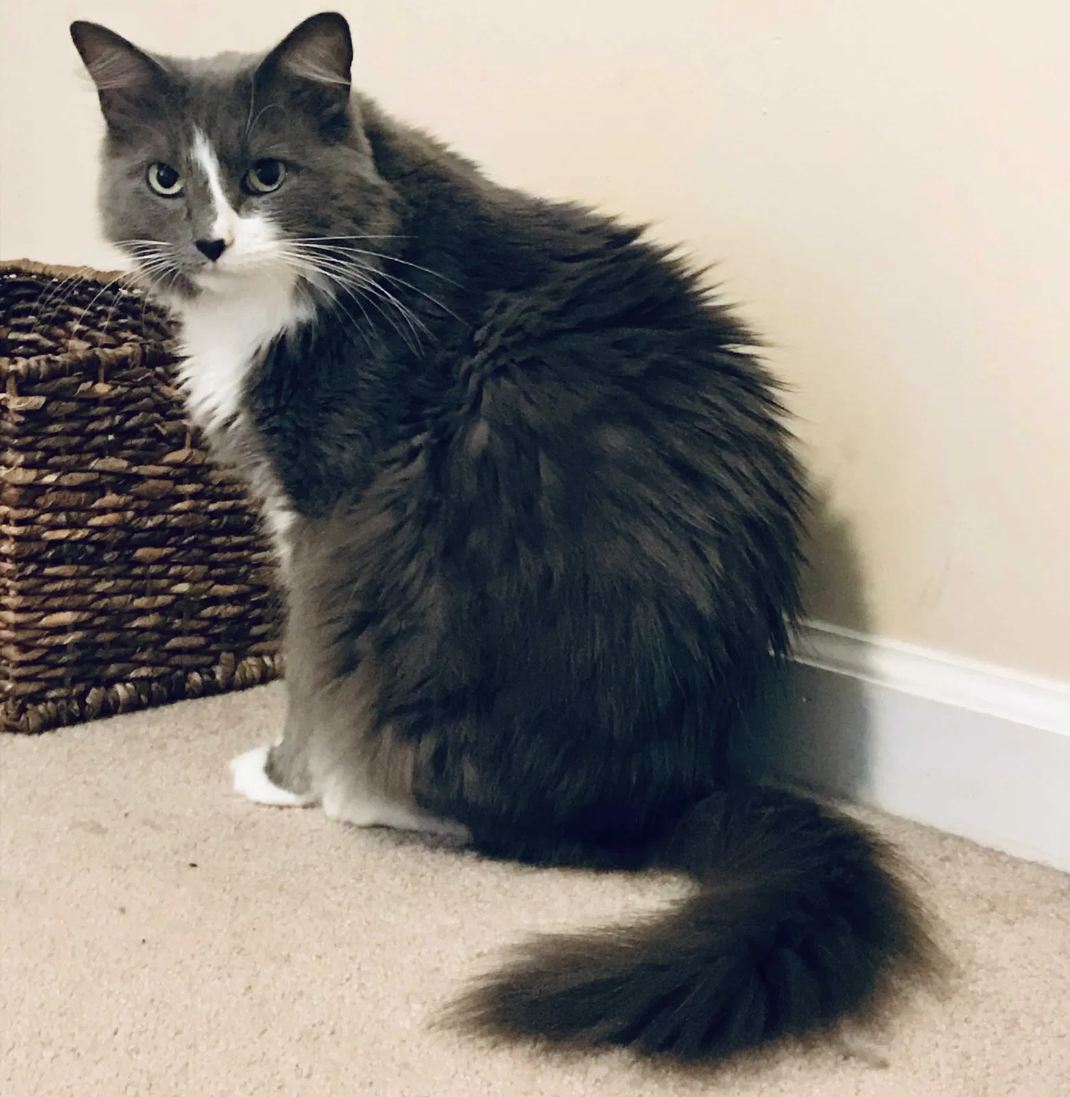 Lost cat in South Pittsburg, TN, 37380