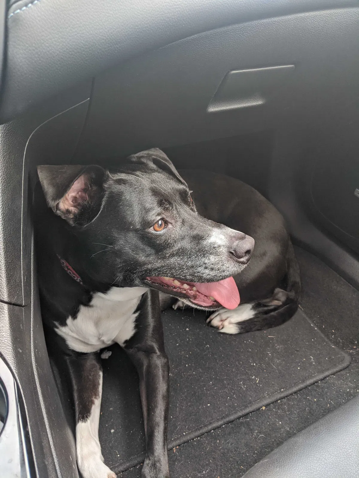 Lost dog in Bradenton, FL, 34208