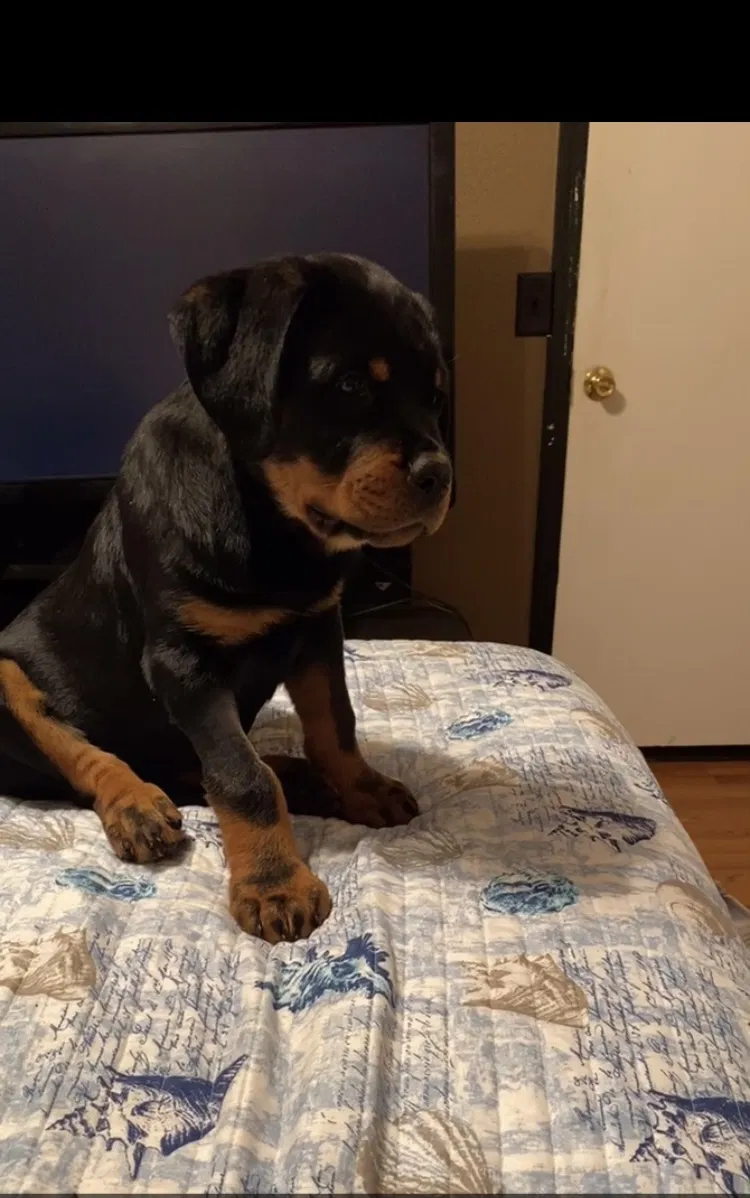 Lost dog in Brooksville, FL, 34601