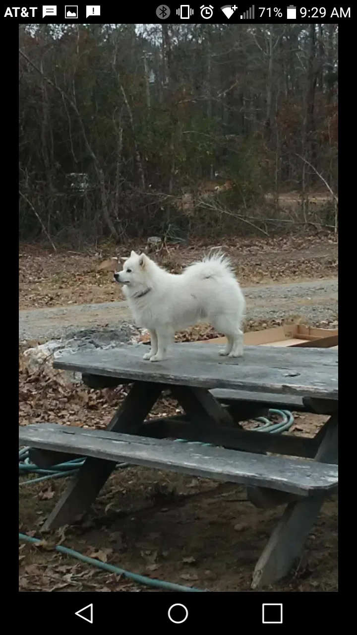 Lost dog in Bauxite, AR, 72011