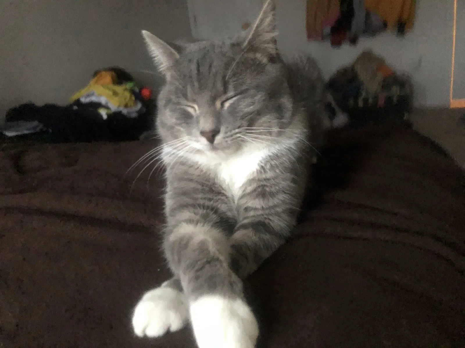 Lost cat in Indianapolis, IN, 46237