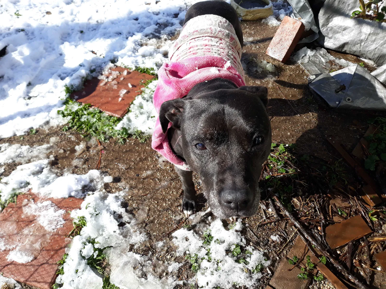 Lost dog in Campo, CA, 91906