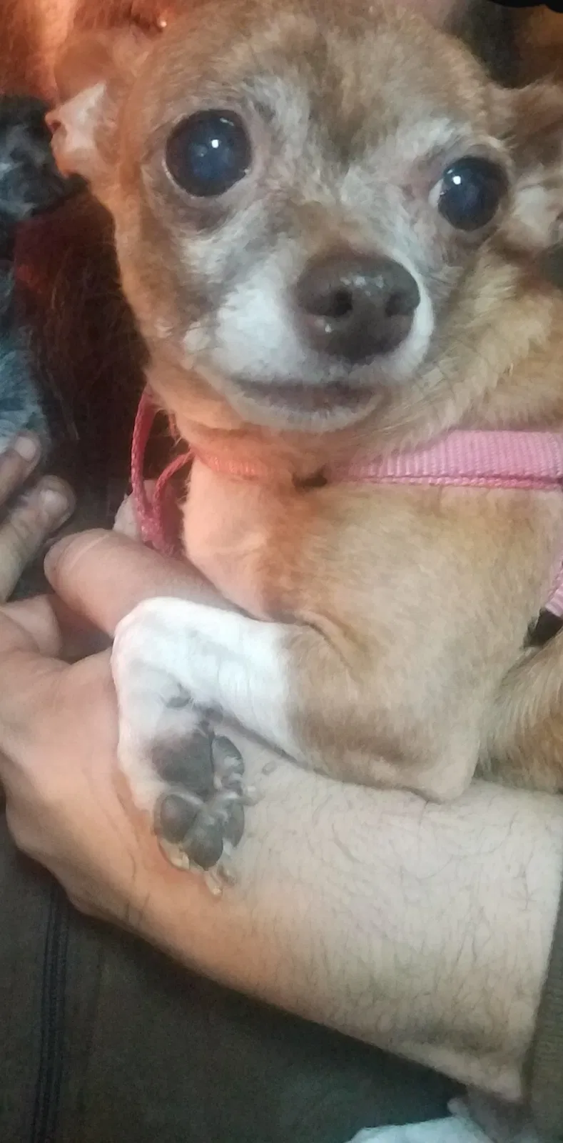 Lost dog in Batavia, NY, 14020