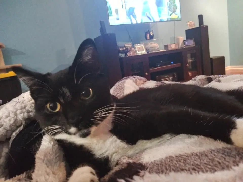 Lost cat in Coatesville, PA, 19320